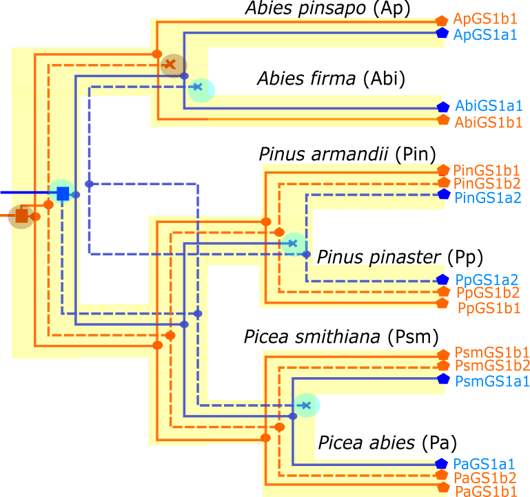 Plot of species and protein tree