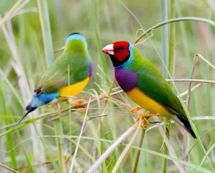 Photo of a Gouldian Finch
